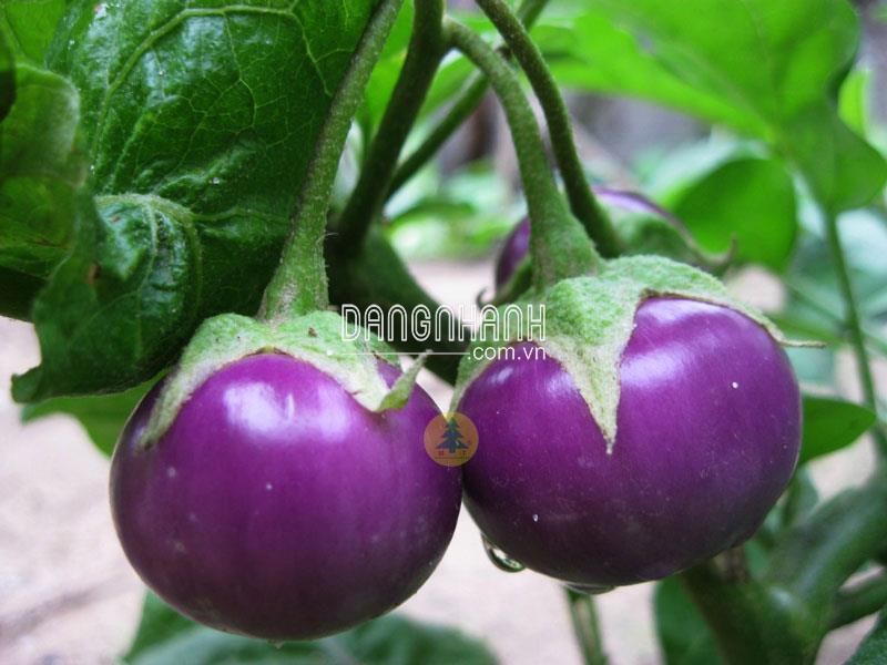 Hạt giống cà pháo tím, trắng