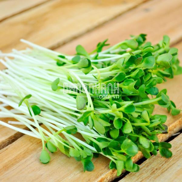 Hạt giống cải mầm