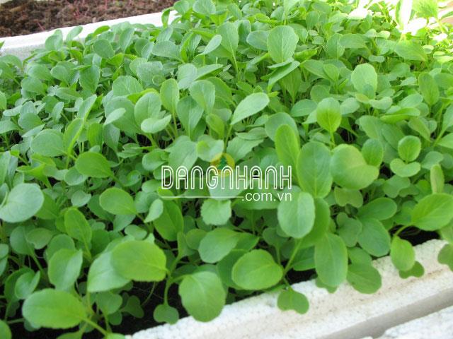 Hạt giống cải ngọt