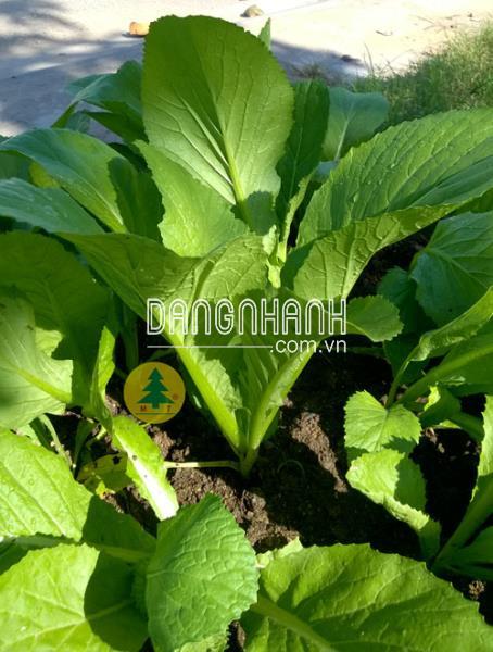 Hạt giống cải xanh