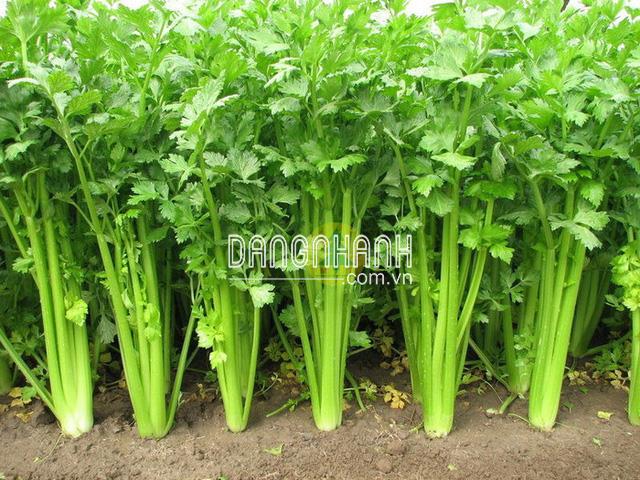 Hạt giống cần tây