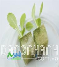 Mút Trồng Thủy Canh Loại Nhỏ 25 X25. -