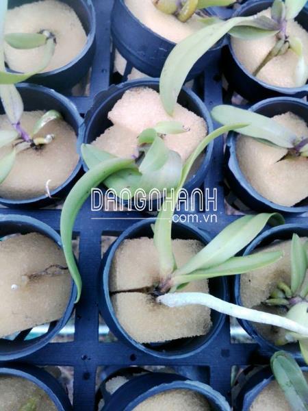  Mút Ươm Và Trồng Lan, Ươm Thủy Canh.