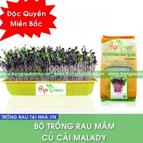 BỘ HẠT MẦM CẢI CỦ MALADY