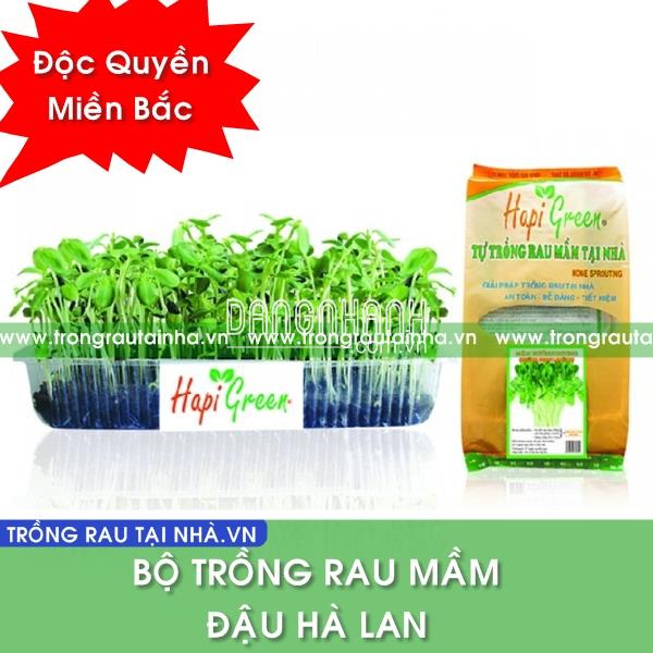 BỘ HẠT MẦM ĐẬU HÀ LAN