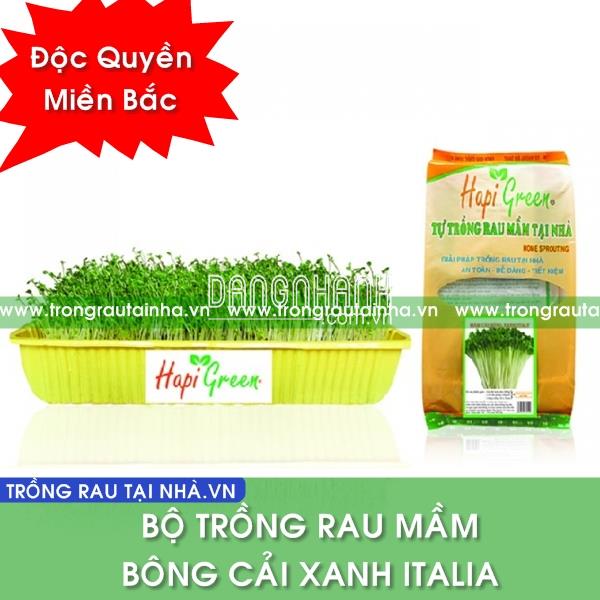 BỘ HẠT MẦM BÔNG CẢI XANH