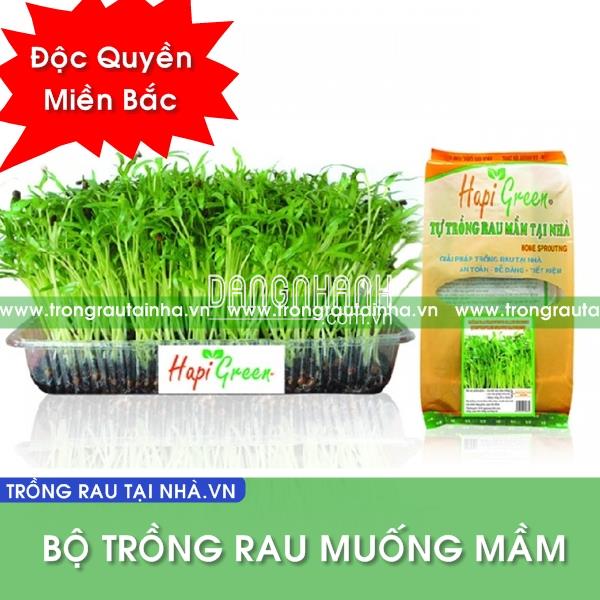 Bộ Trồng Rau Muống Mầm tại Nhà