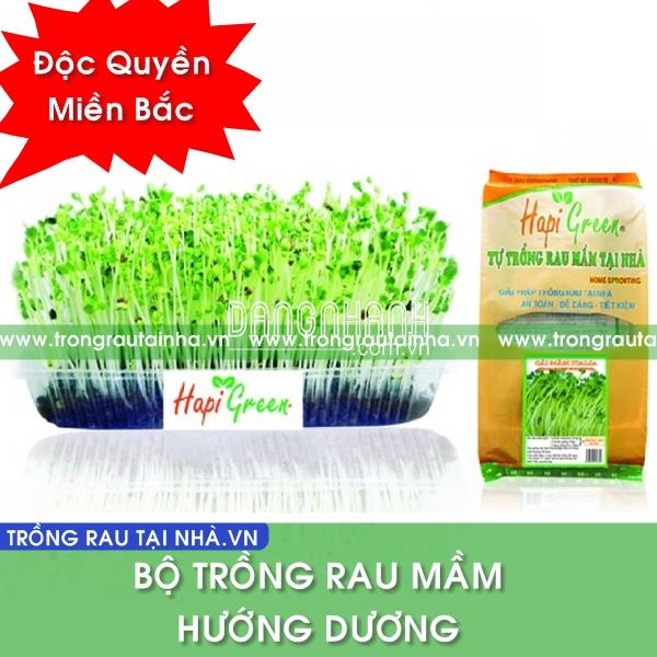 BỘ HẠT MẦM HƯỚNG DƯƠNG