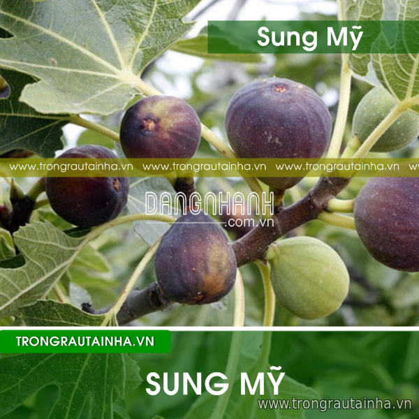 Hạt Giống Sung Mỹ ( Sung ngọt)