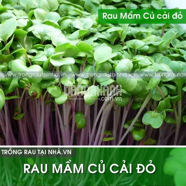 Hạt giống Rau mầm củ cải đỏ