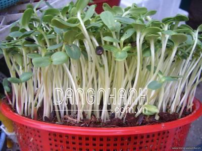 Hạt giống Rau mầm hướng dương: