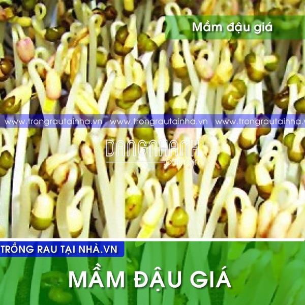 MẦM GIÁ ĐẬU XANH