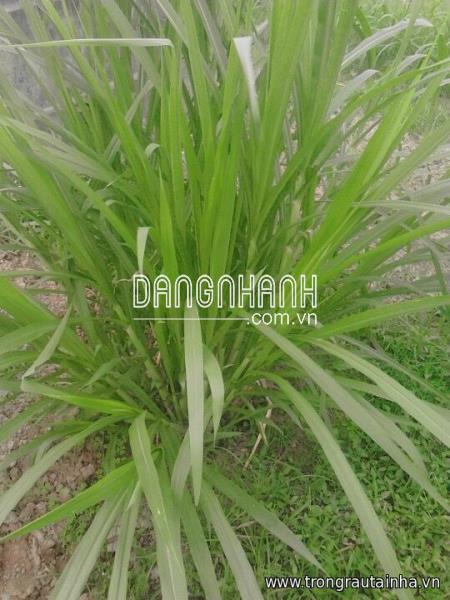 CUNG CẤP GIỐNG CỎ VA06