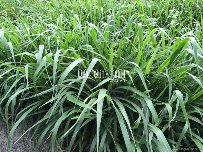 Hạt giống cỏ chịu giẫm đạp Ruzi (Cỏ Chăn Nuôi)