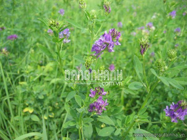 Hạt giống cỏ ALAFALFA Linh Lăng (Cỏ Chăn Nuôi)
