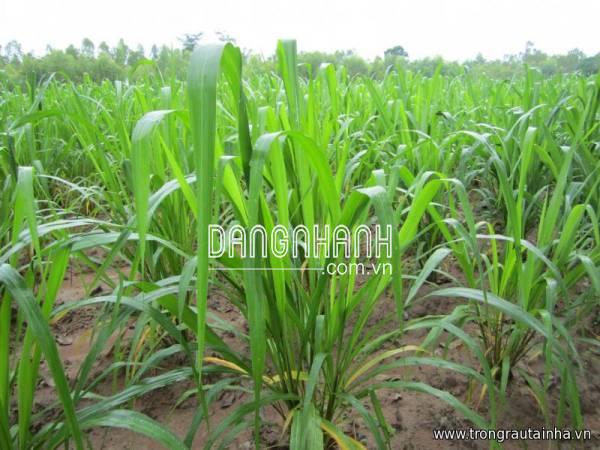 Hạt giống cỏ UBON PASPALUM chịu ngập (cỏ chăn nuôi)