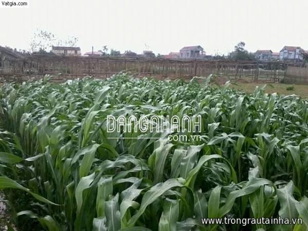 Hạt giống Cỏ Lai Sudan Super BMR (Cỏ cho chăn nuôi)