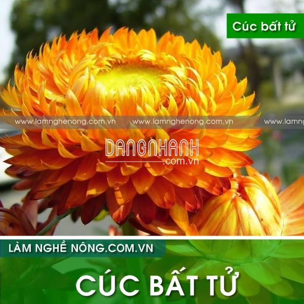 CÚC BẤT TỬ