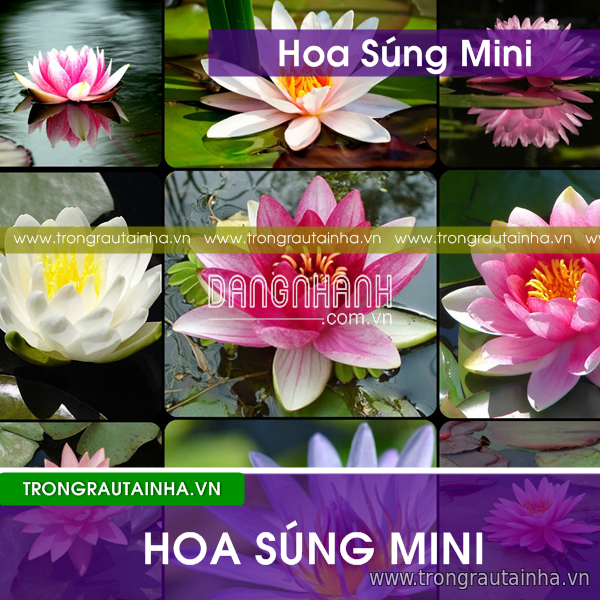 Hạt Giống Súng Thái Mini