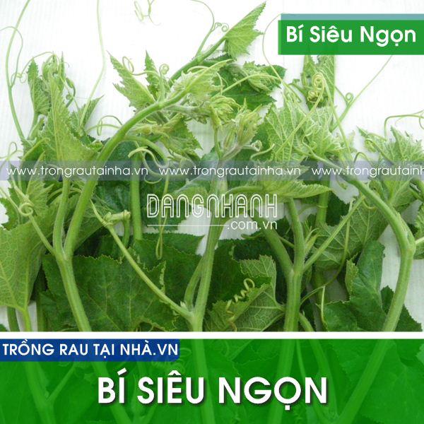 Hạt giống Bí ngô lấy ngọn
