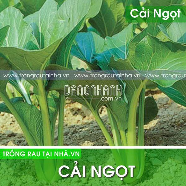 Hạt giống Rau cải ngọt tuyển cao sản: