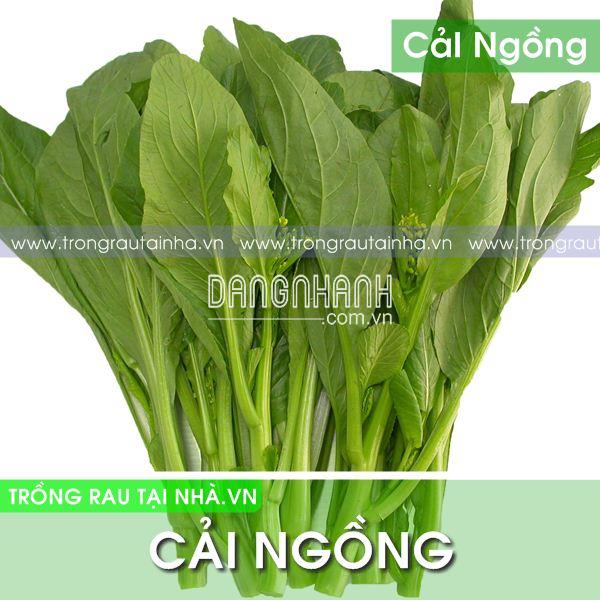 Rau Cải Ngồng Tuyển Cao sản