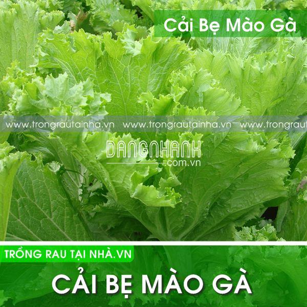 Cải Bẹ Mào gà cao sản 20gam