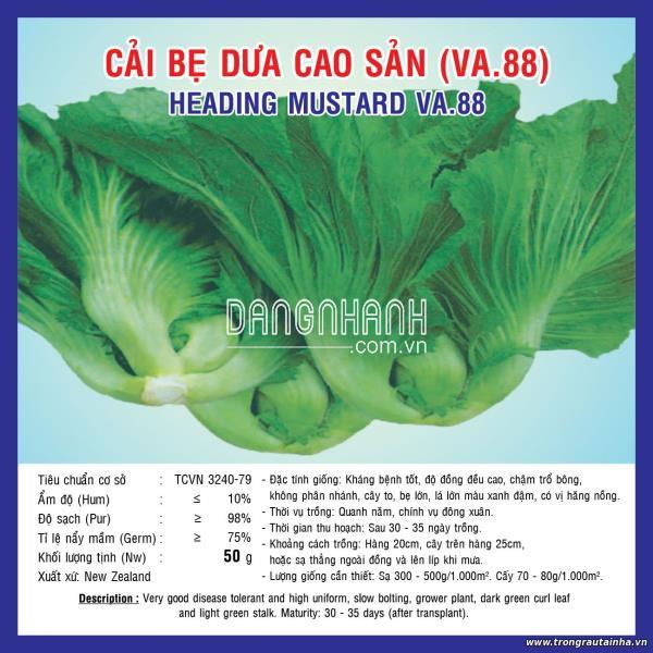Rau Cải Bẹ Dưa cao sản