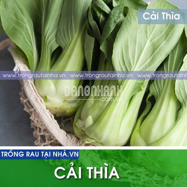 Rau Cải Thìa Cao Sản