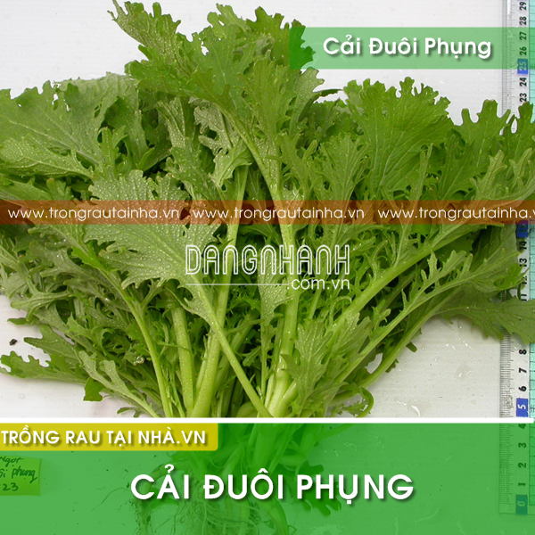 CẢI BẸ XANH NGỌT ĐUÔI PHỤNG PN-28