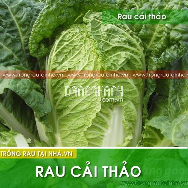 Hạt giống Rau cải thảo