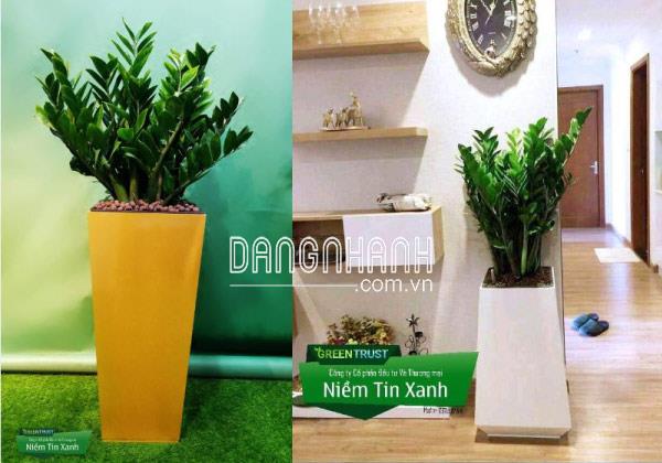 Cây Kim Tiền hợp mệnh gì?