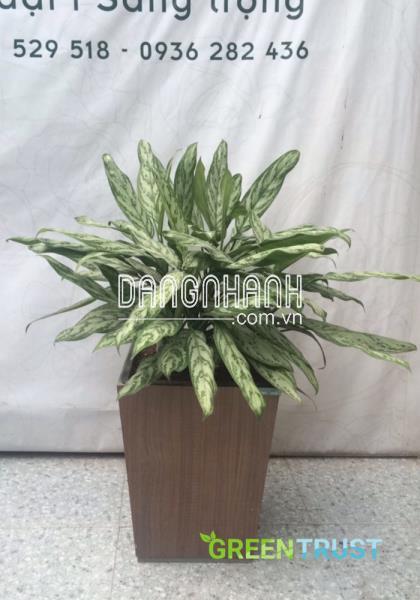 Cây ngân hậu và những thông tin cần lưu ý