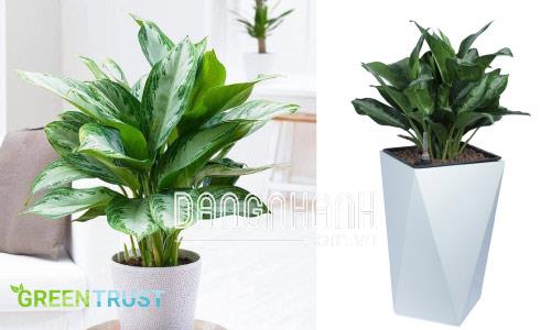 Đặc điểm hình thái của cây Hoàng Hậu