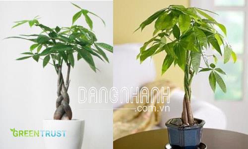 Thông tin cơ bản bạn cần biết về cây Kim Ngân