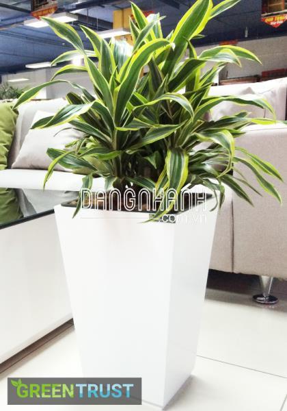 Ý nghĩa cây đại tứ làn đem lại là gì?