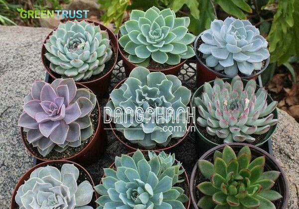 Ý nghĩa sen đá đằng sau vẻ ngoài nhỏ xinh 