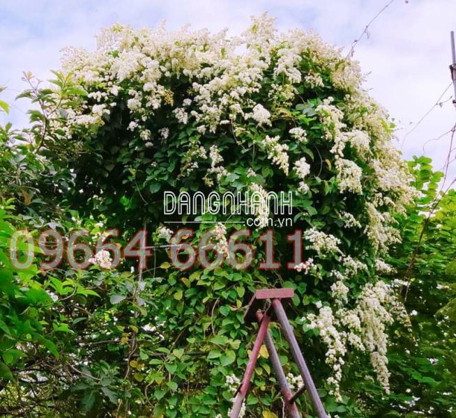Cây Tử đinh hương leo