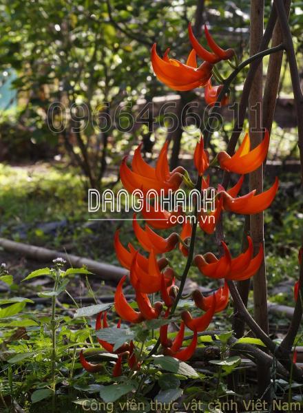 Hoa ngọc bích đỏ (red jade vine)