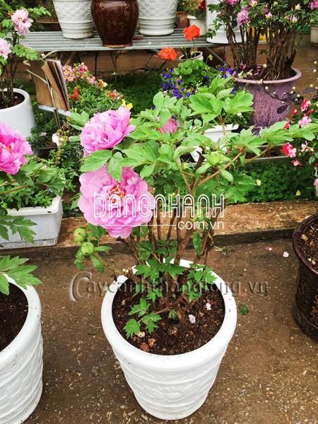 Cây Hoa Mẫu Đơn