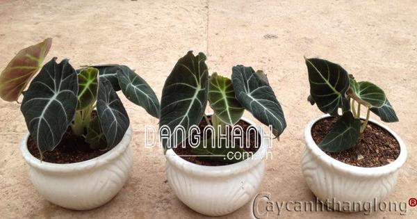 Cây Môn Cẩm Nhung