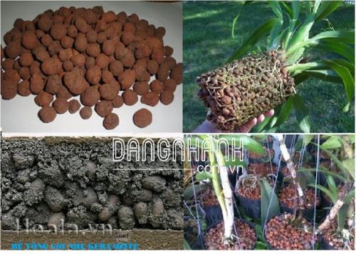 Sỏi nhẹ trồng lan, hoa cây cảnh