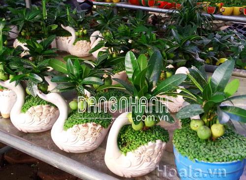 cây may mắn để bàn