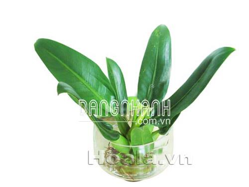 Cây Đại phát tài