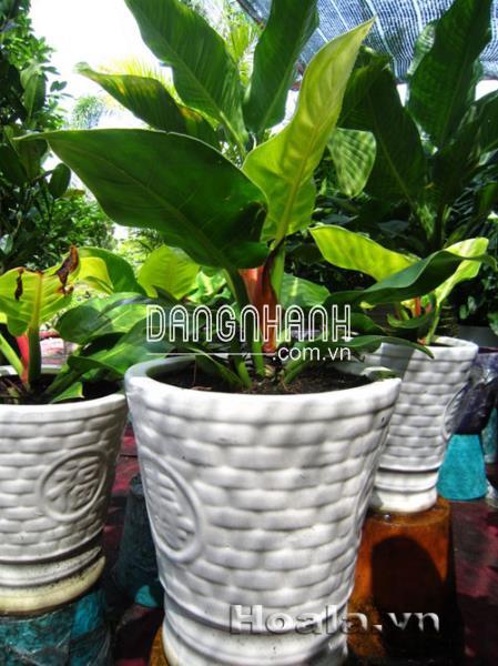 Cây Trầu bà lá xanh ( trầu đế vương )