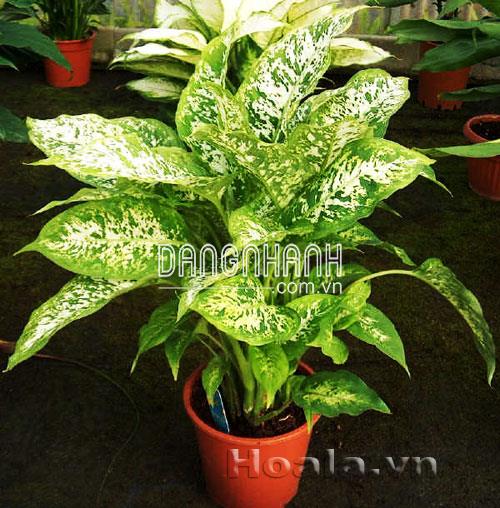 Cây Trường sinh đốm