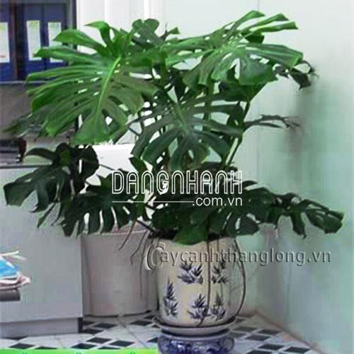 Cây trầu xẻ pháp