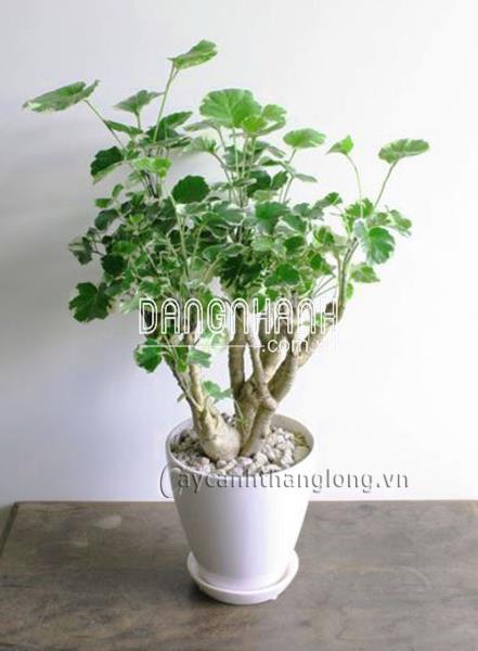 Cây Đinh lăng cẩm thạch
