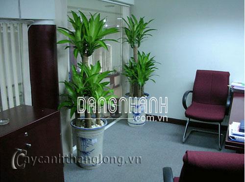 Cây thiết mộc lan