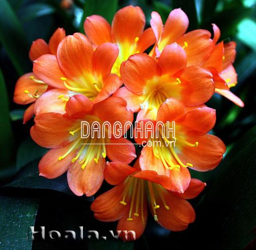 Hoa lan quân tử